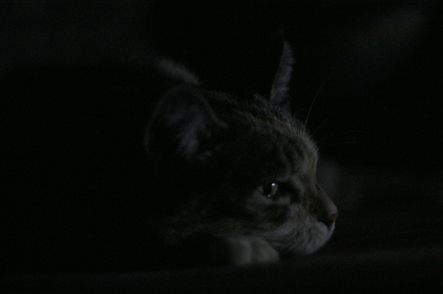 Le Chat