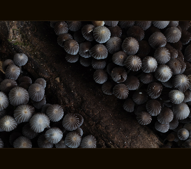 fungi of the forest floor