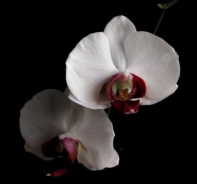 Orchid