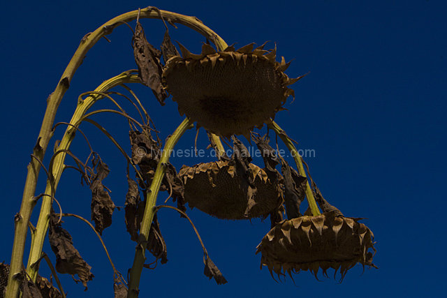 Setting Sunflowers