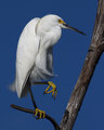 Little Egret