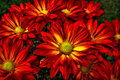 Anniversary Flowers
