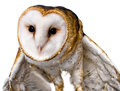 the barn owl