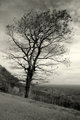Leafless