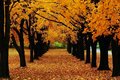 Golden Path