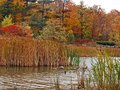 The river