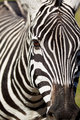 Eye of the Zebra