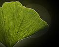 Ginkgo