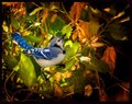 Blue Jay