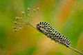 Psychedelic Caterpillar