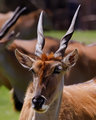 Eland - Up Close and Personal