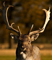 The Stag