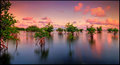 Mangroves at Sunset