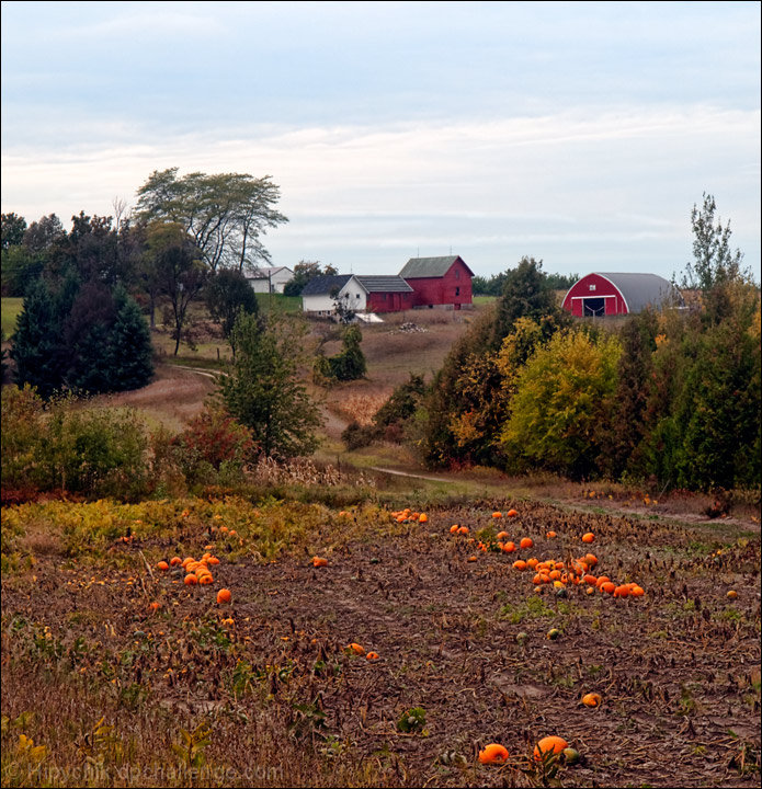 The Pumpkin Patch