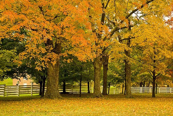Autumn Trees in Watkins Mill