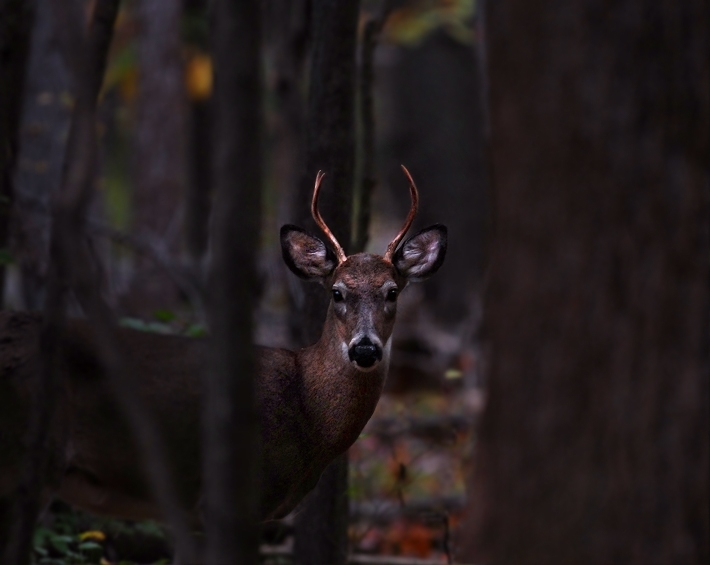 Prince of the Forest