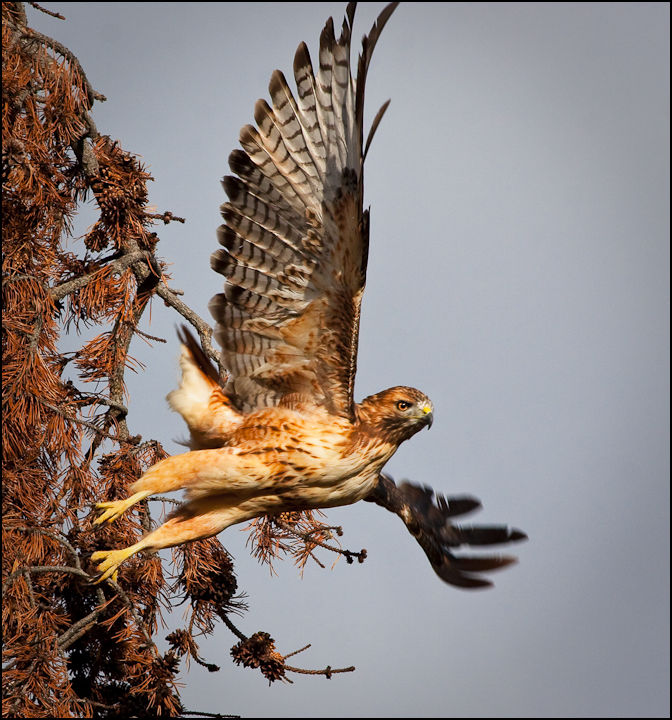 Morning Hawk