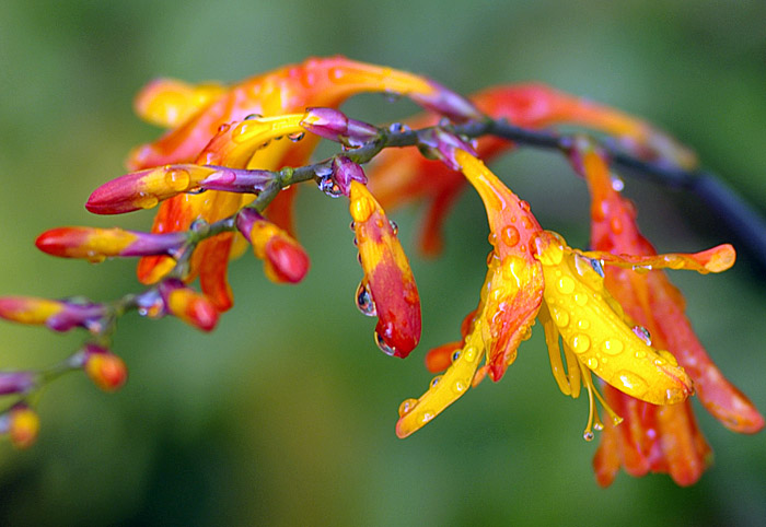 Last flower of Summer