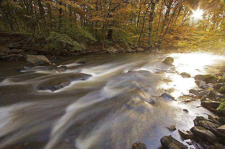 Autumn Stream