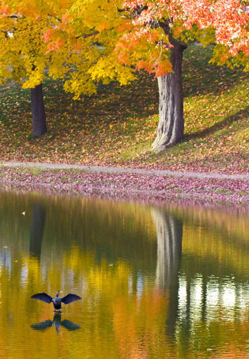 Cormorant in the Colors