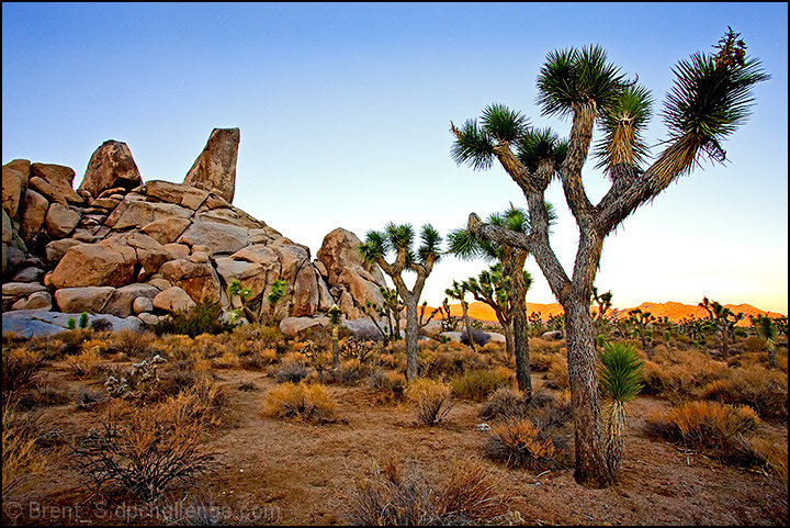 Desert Morning