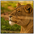 Lion through enclosure window