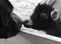 Curiosity