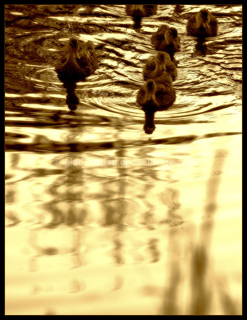 Young Ducks on Patrol