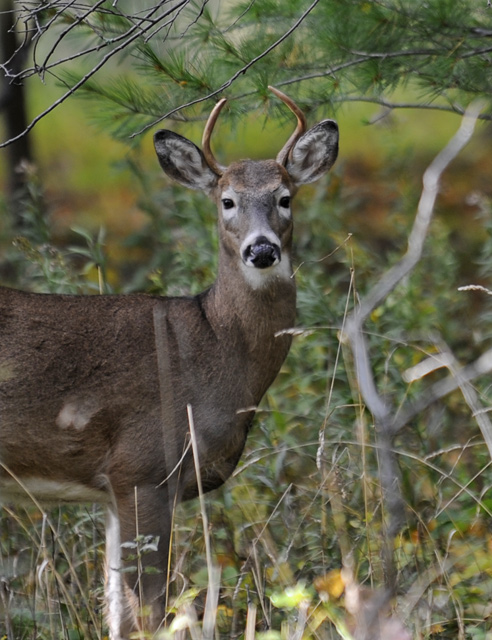 Restless Buck