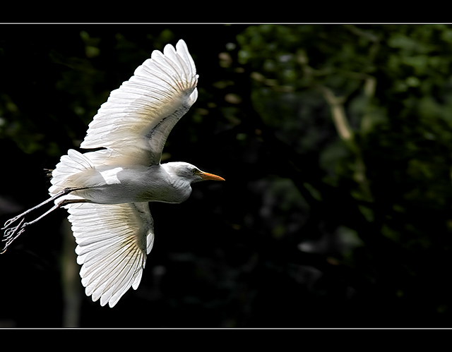 - Flight of the Heron -