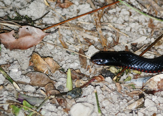 Red-Bellied Black Snake Pops in to Say Hello