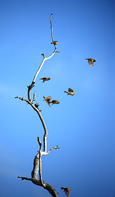 Finches in flight