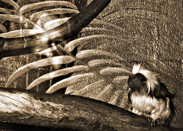 The Haunting of Saguinus Oedipus