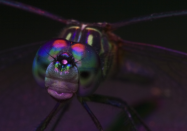Rainbow Light