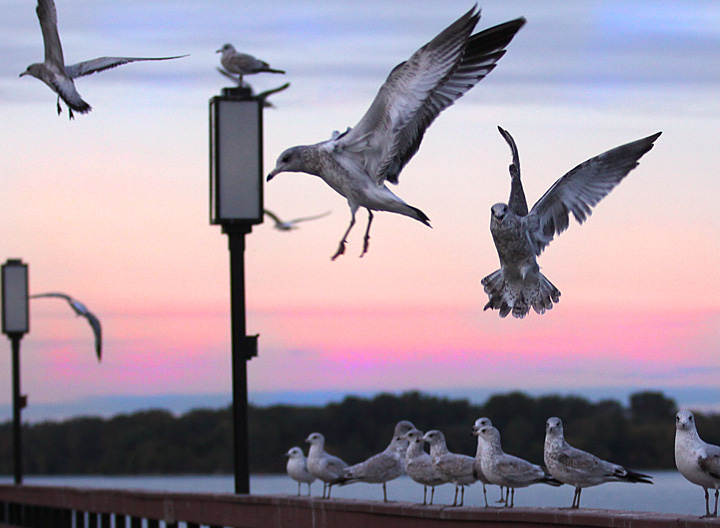 Detroit's Pigeon Crew