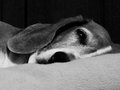 My Dog