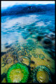 Anenome Corner
