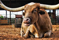 Longhorn