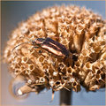 Autumn Beetle