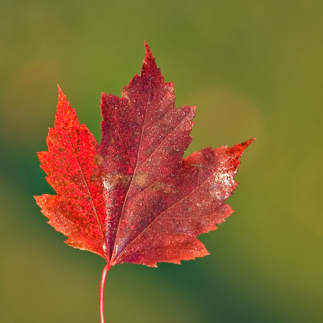 Fall.......Simplified!