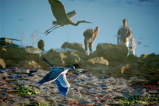  Heron Flight: Point Isabel