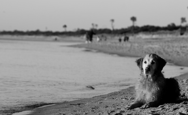 Home is where the beach is.