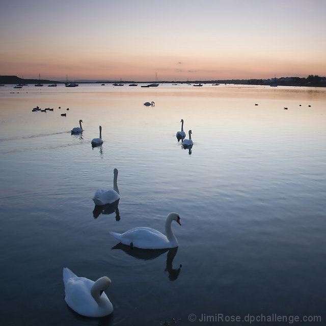 Mudeford Swans