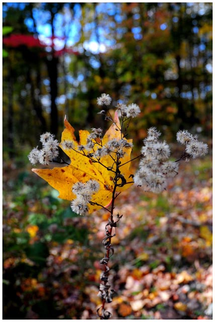 It's Fall In My Corner...