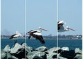 Up, up and away, pelican in flight