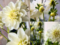 Dahlia