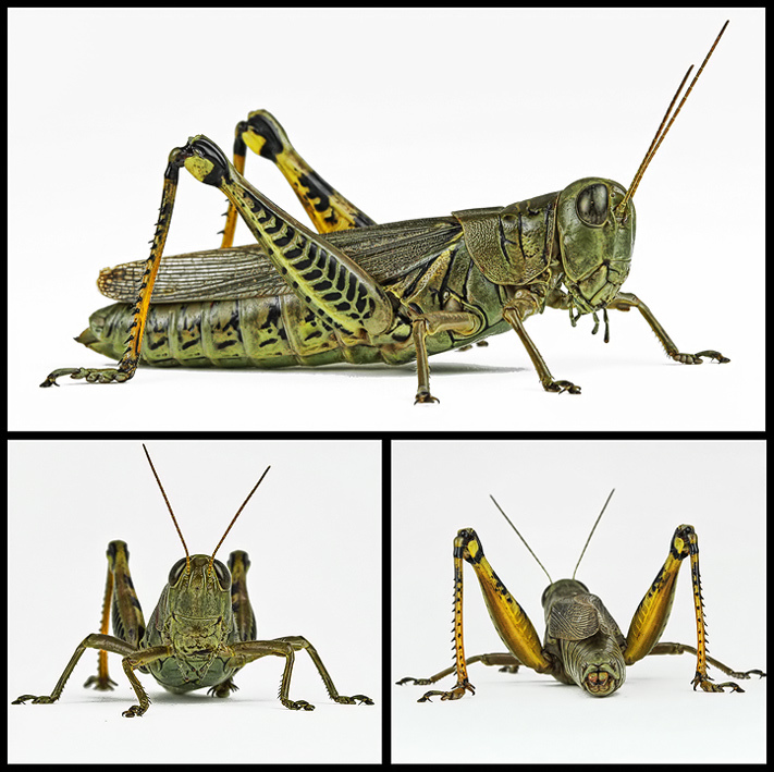 The Study of The Grasshopper 