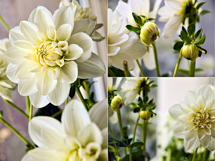 Dahlia