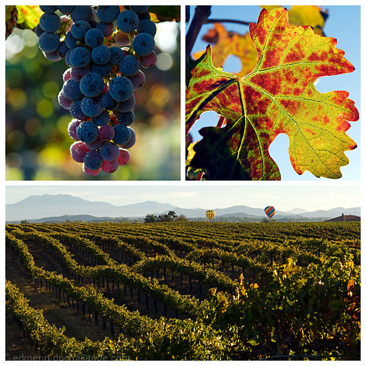 Wine Country