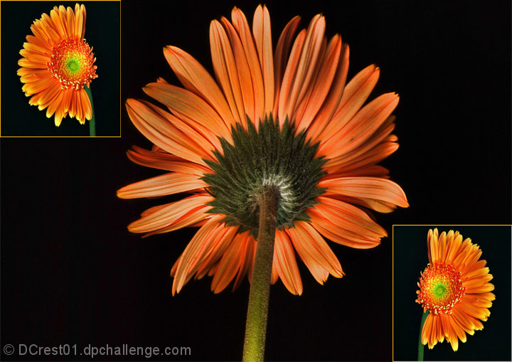 A Study in Orange